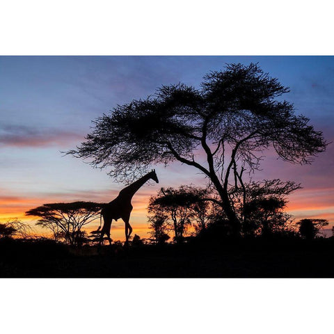 Africa-Botswana-Chobe National Park-Giraffe at sunset Black Modern Wood Framed Art Print with Double Matting by Souders, Paul