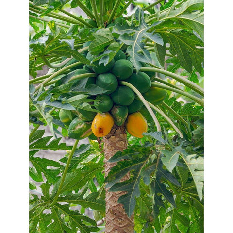 Papaya in valley Ribeira da Torre on the island Santo Antao-Cape Verde Black Modern Wood Framed Art Print by Zwick, Martin