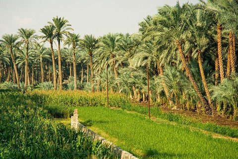 Nile River Expedition-Lower Egypt-Giza Streetscene of farm with date palms White Modern Wood Framed Art Print with Double Matting by Jones, Alison