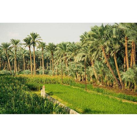 Nile River Expedition-Lower Egypt-Giza Streetscene of farm with date palms Black Modern Wood Framed Art Print by Jones, Alison