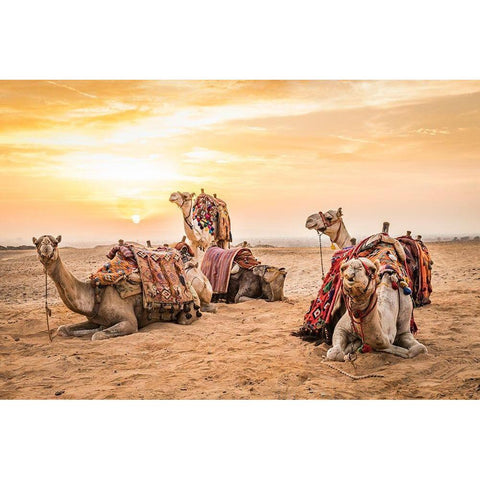 Africa-Egypt-Cairo Giza plateau Camels at the Great Pyramids of Giza Gold Ornate Wood Framed Art Print with Double Matting by Wilson, Emily