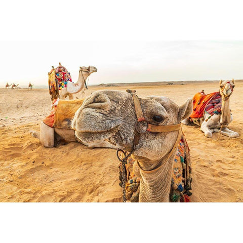 Africa-Egypt-Cairo Giza plateau Camels near the pyramids at Giza Black Modern Wood Framed Art Print by Wilson, Emily