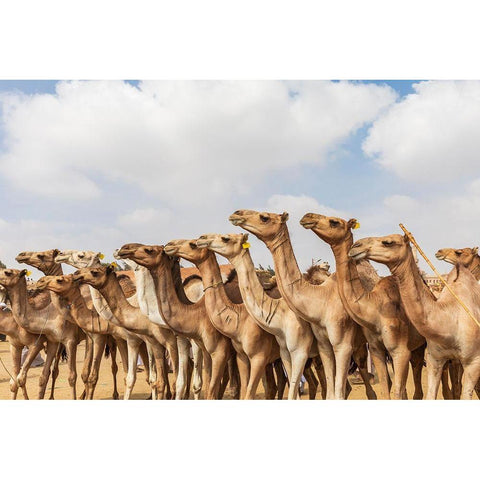 Africa-Egypt-Cairo-Birqash October 5-2018 Camels at the Souq al-Gamaal weekly camel market White Modern Wood Framed Art Print by Wilson, Emily