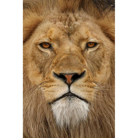 Adult male lion-Masai Mara-Kenya-Africa Black Modern Wood Framed Art Print by Jones, Adam