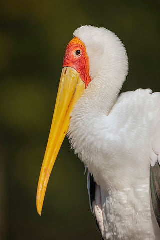 Yellow-billed stork-Masai Mara-Kenya-Africa White Modern Wood Framed Art Print with Double Matting by Jones, Adam