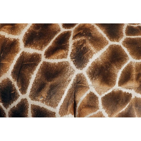 Reticulated giraffe Masai Mara-Kenya-Africa Black Modern Wood Framed Art Print by Jones, Adam