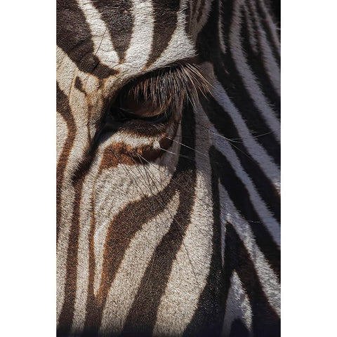 Burchells Zebra close-up Masai Mara-Kenya-Africa Black Modern Wood Framed Art Print with Double Matting by Jones, Adam