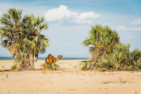 East Africa-Kenya Lake Turkana Basin-Lobolo Camp-beach scene with camels Black Ornate Wood Framed Art Print with Double Matting by Jones, Alison
