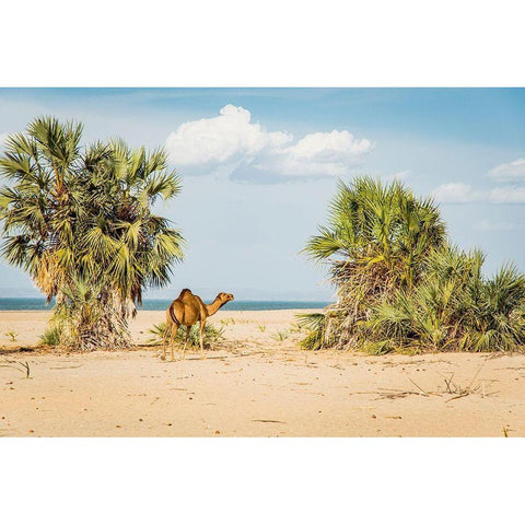 East Africa-Kenya Lake Turkana Basin-Lobolo Camp-beach scene with camels Black Modern Wood Framed Art Print by Jones, Alison