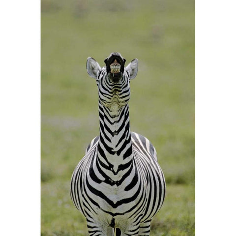Kenya Burchells zebra exhibits flehmen display Gold Ornate Wood Framed Art Print with Double Matting by Morris, Arthur