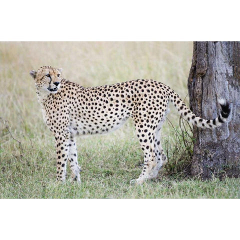 Kenya, Masai Mara Male cheetah pauses by tree Black Modern Wood Framed Art Print by Morris, Arthur