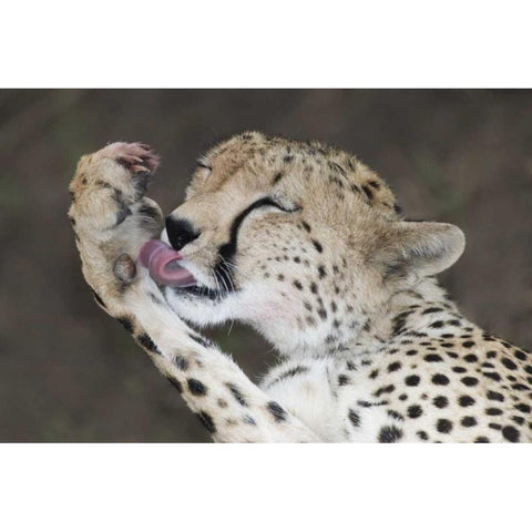Kenya, Masai Mara Cheetah licking its paw White Modern Wood Framed Art Print by Morris, Arthur