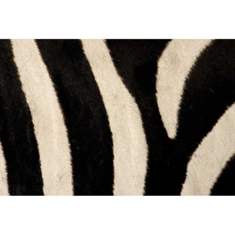 Kenya, Masai Mara Common zebras stripes White Modern Wood Framed Art Print by Morris, Arthur