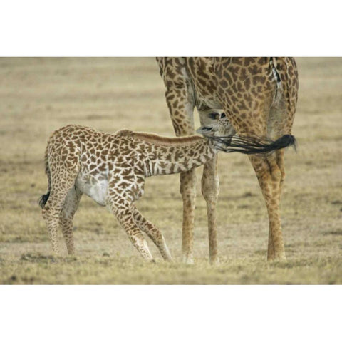 Kenya, Lake Naivasha Young giraffe nursing Black Modern Wood Framed Art Print with Double Matting by Morris, Arthur