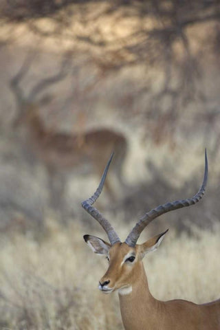 Kenya, Samburu Reserve Two Impalas amid grass White Modern Wood Framed Art Print with Double Matting by Morris, Arthur