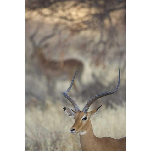 Kenya, Samburu Reserve Two Impalas amid grass Black Modern Wood Framed Art Print by Morris, Arthur