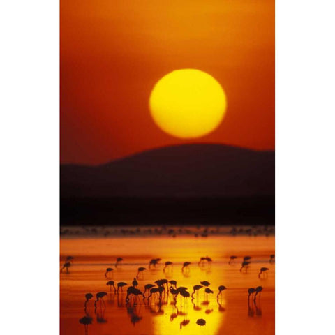 Kenya, Amboseli NP Flock of lesser flamingos Black Modern Wood Framed Art Print by Morris, Arthur