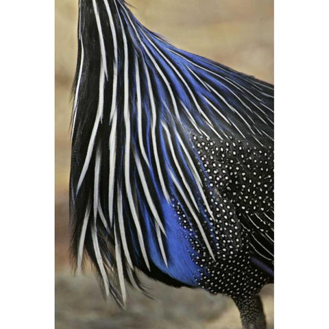 Kenya, Vulturine guinea fowl breast feathers Gold Ornate Wood Framed Art Print with Double Matting by Morris, Arthur