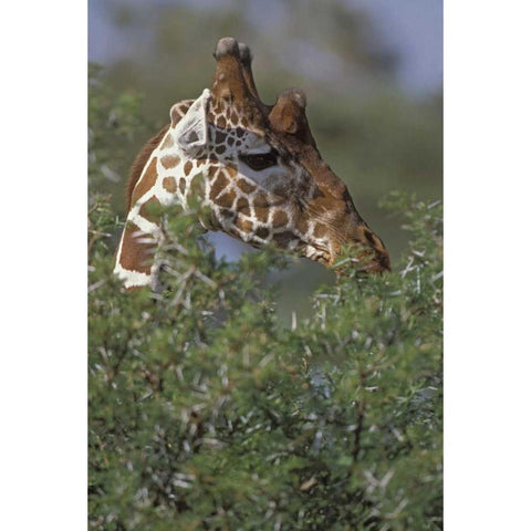 Kenya, Samburu NP A reticulated giraffe White Modern Wood Framed Art Print by Grall, Don