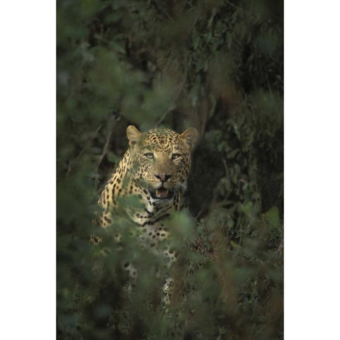 Kenya, Lake Nakuru NP Leopard framed by bushes Black Modern Wood Framed Art Print by Grall, Don