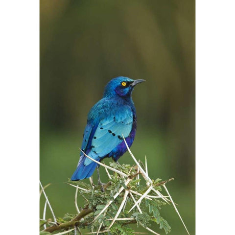 Kenya, Lake Nakuru NP Starling bird on acacia White Modern Wood Framed Art Print by Kirkland, Dennis
