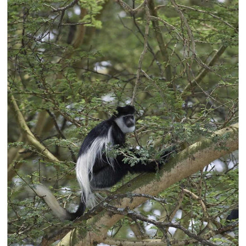 Kenya, Lake Nakuru NP Colobus monkey in a tree Black Modern Wood Framed Art Print with Double Matting by Kirkland, Dennis