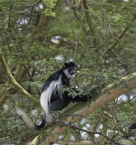 Kenya, Lake Nakuru NP Colobus monkey in a tree Black Ornate Wood Framed Art Print with Double Matting by Kirkland, Dennis