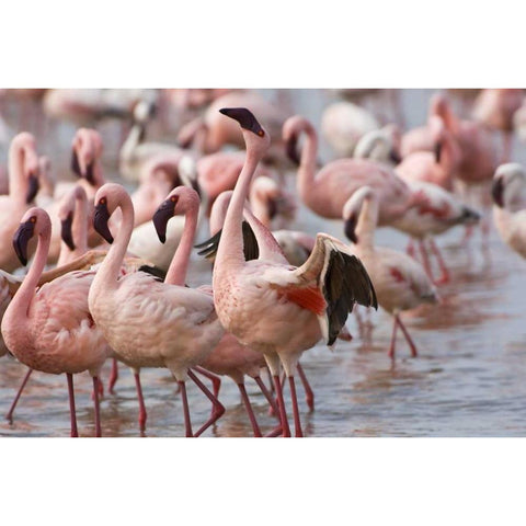 Kenya, Lake Nakuru NP Flamingoson Lake Nakuru White Modern Wood Framed Art Print by Kirkland, Dennis