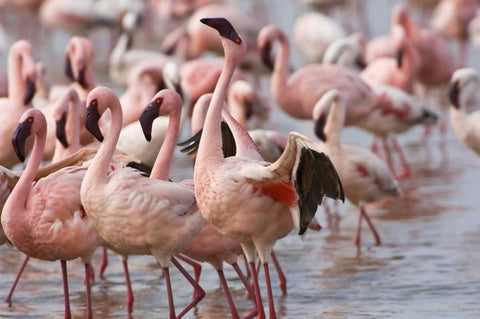 Kenya, Lake Nakuru NP Flamingoson Lake Nakuru Black Ornate Wood Framed Art Print with Double Matting by Kirkland, Dennis