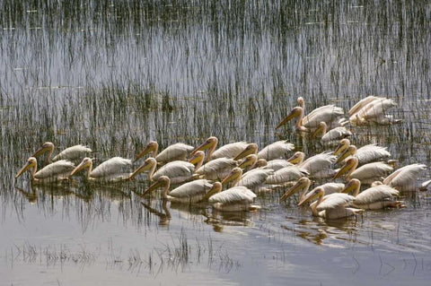Kenya, Lake Nakuru NP Flock of white pelicans White Modern Wood Framed Art Print with Double Matting by Kirkland, Dennis
