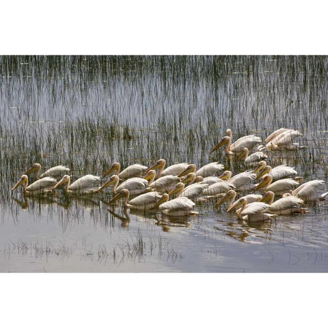 Kenya, Lake Nakuru NP Flock of white pelicans White Modern Wood Framed Art Print by Kirkland, Dennis