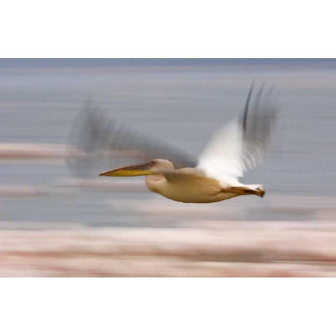 Kenya, Lake Nakuru NP Motion blur of pelicans Black Modern Wood Framed Art Print with Double Matting by Kirkland, Dennis