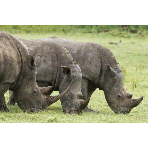 Kenya, Lake Nakuru NP White rhinoceroses grazing Black Modern Wood Framed Art Print by Kirkland, Dennis