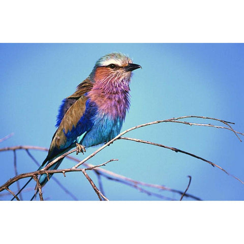 Kenya, Masai Mara Lilac-breasted roller on limb Black Modern Wood Framed Art Print by Williams, Joanne
