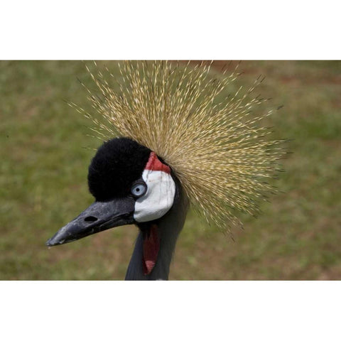 Kenya, Masai Mara Crowned crane portrait Black Modern Wood Framed Art Print with Double Matting by Williams, Joanne