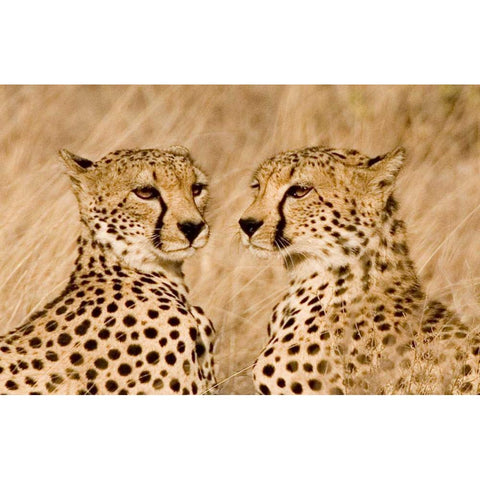 Kenya, Masai Mara Portrait of cheetah brothers Gold Ornate Wood Framed Art Print with Double Matting by Williams, Joanne