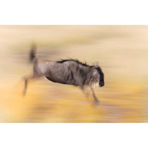 Kenya, Masai Mara Abstract blur of wildebeest Gold Ornate Wood Framed Art Print with Double Matting by Morris, Arthur