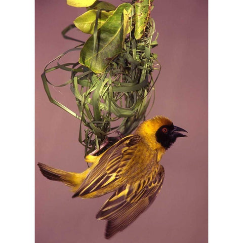 Kenya, Masai Mara Masked weaver bird weaving Black Modern Wood Framed Art Print with Double Matting by Williams, Joanne