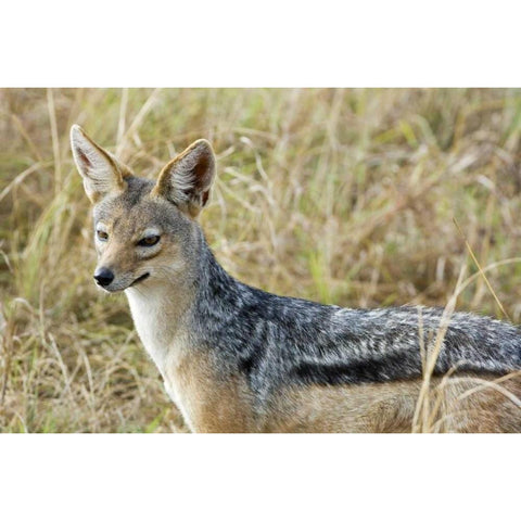 Kenya, Masai Mara Black-backed jackal close-up Black Modern Wood Framed Art Print by Kirkland, Dennis