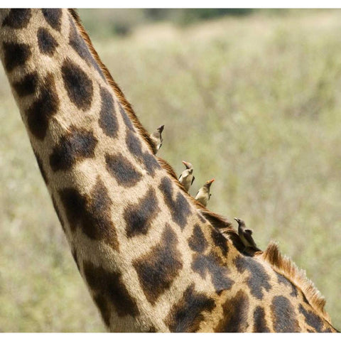 Kenya, Masai Mara Giraffe with oxpecker birds Black Modern Wood Framed Art Print by Kirkland, Dennis