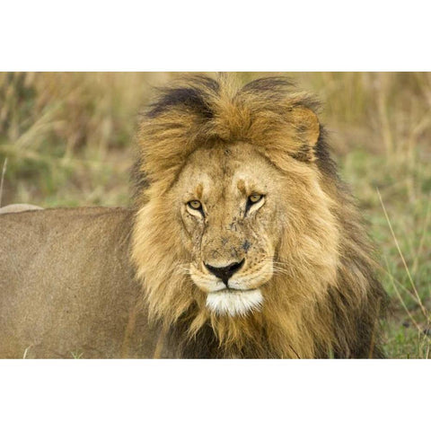 Kenya, Masai Mara Close-up of lion Black Modern Wood Framed Art Print by Kirkland, Dennis
