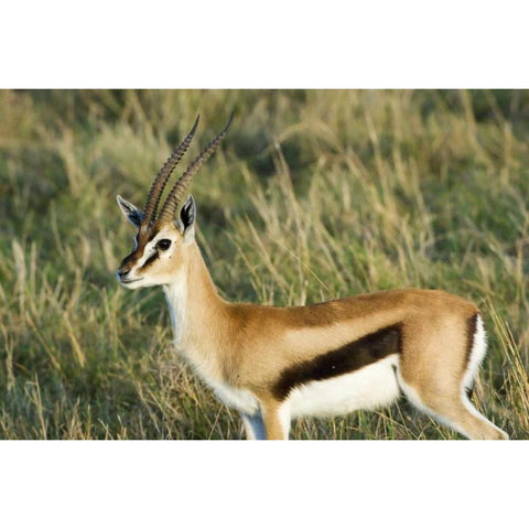 Kenya, Masai Mara Male Thomsons gazelle White Modern Wood Framed Art Print by Kirkland, Dennis