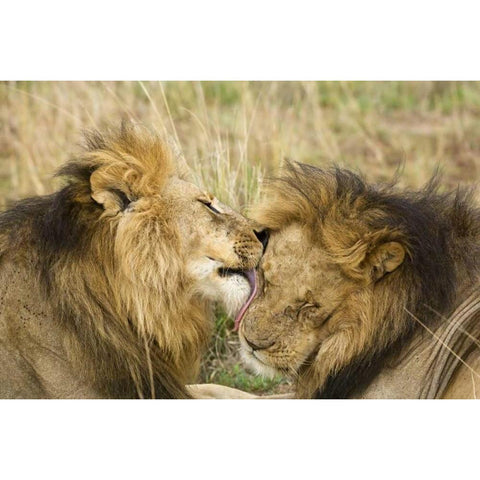 Kenya, Masai Mara Lion licking another lion Black Modern Wood Framed Art Print with Double Matting by Kirkland, Dennis