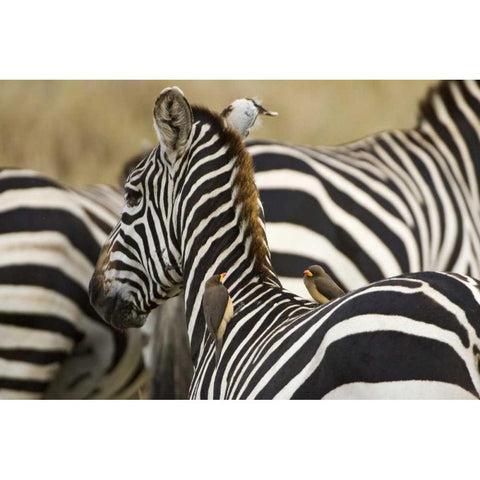 Kenya, Masai Mara Zebra with oxpecker birds Black Modern Wood Framed Art Print by Kirkland, Dennis