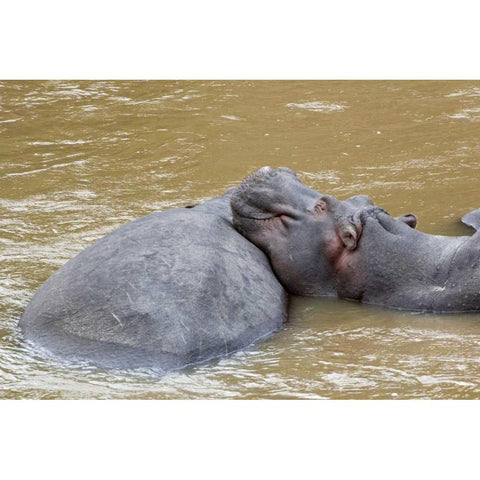 Kenya, Masai Mara Hippopotamus resting White Modern Wood Framed Art Print by Kirkland, Dennis