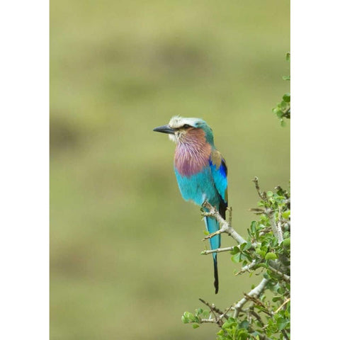 Kenya, Masai Mara Lilac-breasted roller on tree Black Modern Wood Framed Art Print with Double Matting by Kirkland, Dennis