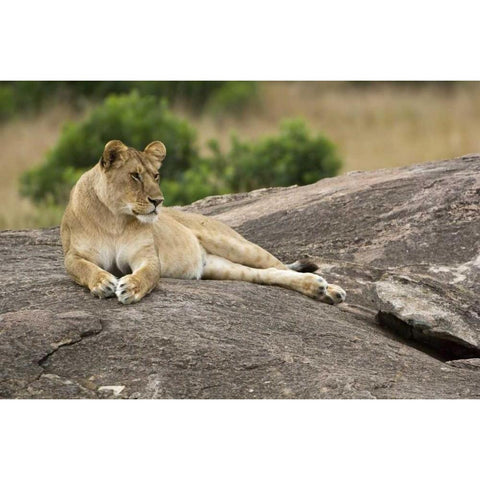 Kenya, Masai Mara Lioness resting on boulder Black Modern Wood Framed Art Print by Kirkland, Dennis