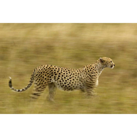 Kenya, Masai Mara Motion blur of cheetah Gold Ornate Wood Framed Art Print with Double Matting by Kirkland, Dennis