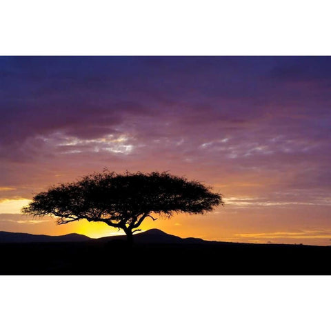 Kenya, Masai Mara Sunrise silhouettes acacias Black Modern Wood Framed Art Print by Kirkland, Dennis