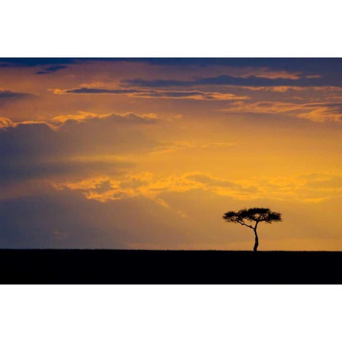 Kenya, Masai Mara Sunrise silhouettes an acacia Black Modern Wood Framed Art Print by Kirkland, Dennis